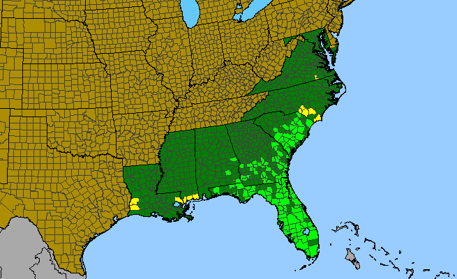 The range of Gratiola ramosa